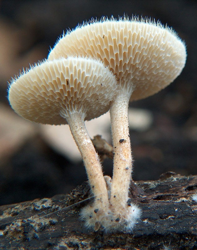 Polyporus ciliatus? (Polyporus brumalis)